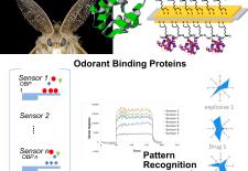 Image of odorant binding proteins, sensor array and pattern recognition