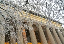 branches and trees in front of building