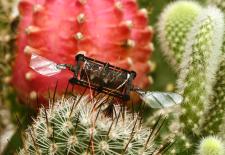 bug sized robot on flower