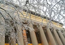 branches in front of building