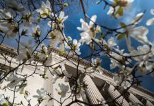 flowers in front of building