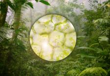 single cells of plants